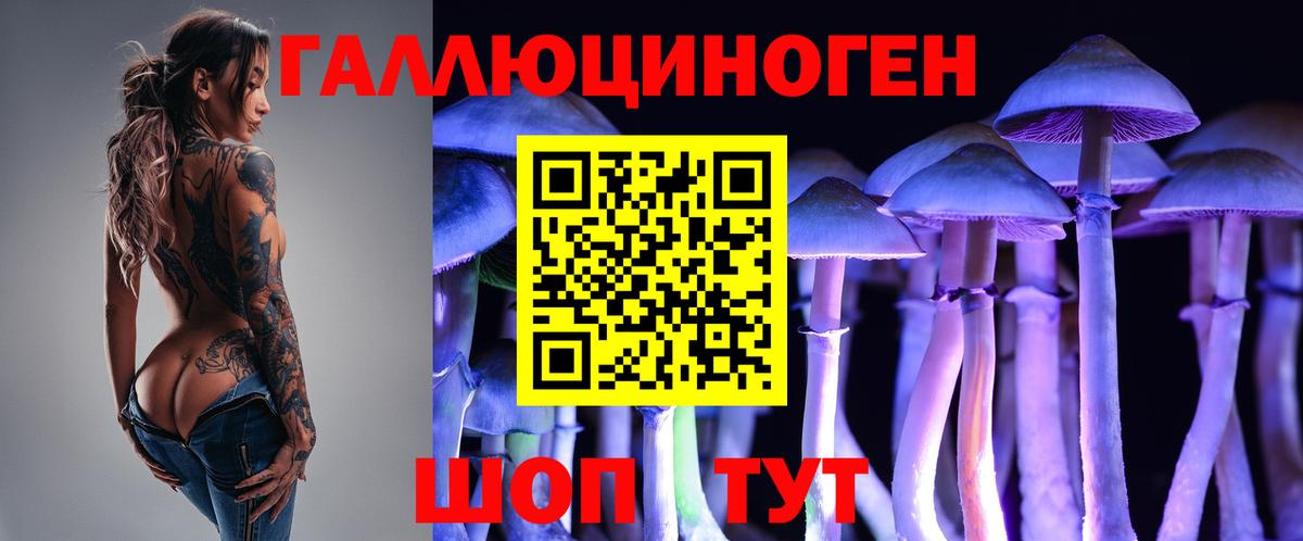 Курчалой  Псилоцибиновые грибы Psilocybe  Вход с VPN 